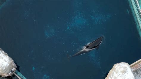 Kiska, Marineland’s lone killer whale and last captive orca in Canada, has died
